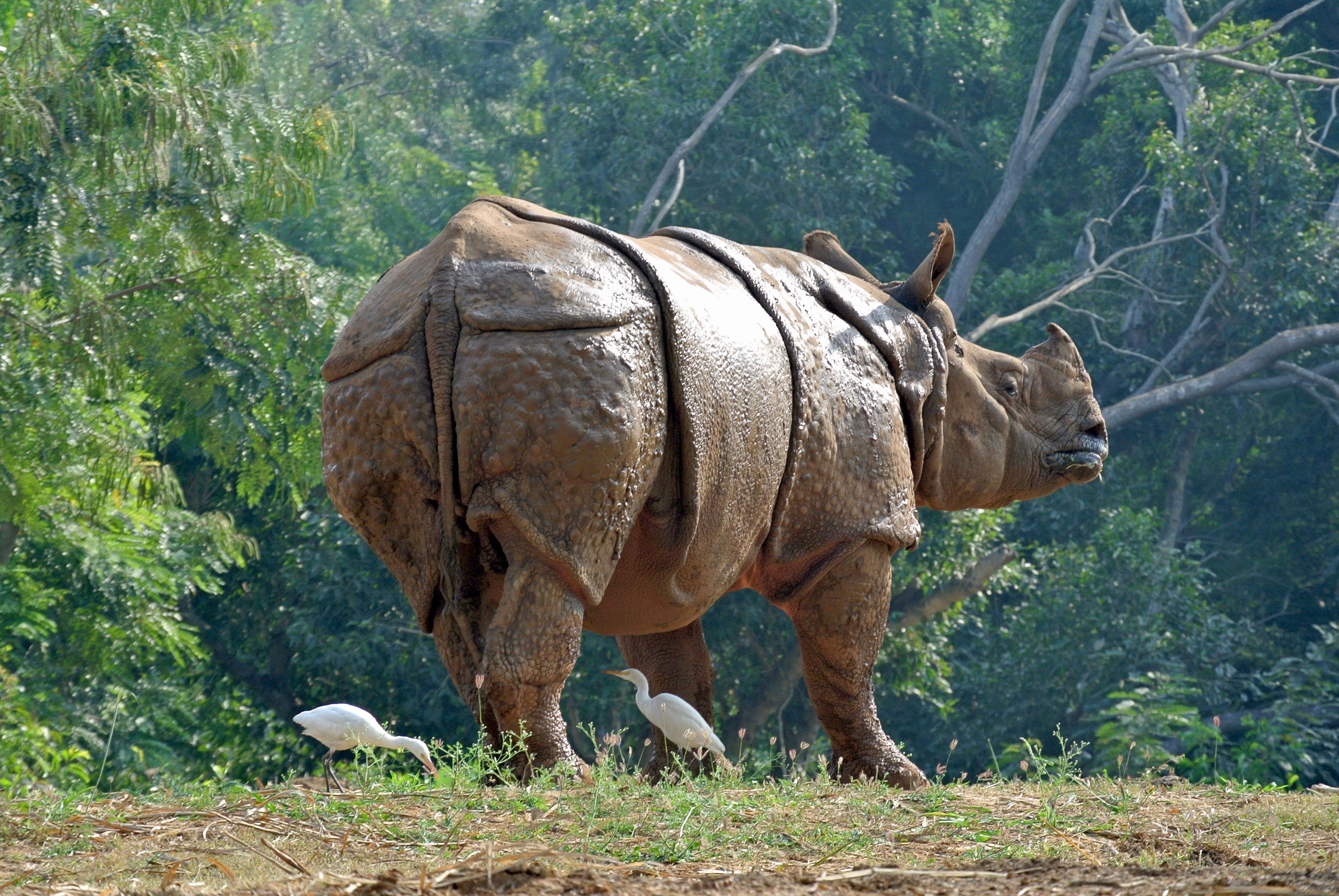 Носорог в тропическом лесу. Kaziranga National Park. Индийский носорог. Носороги в дикой природе Индии. Панцирный носорог.