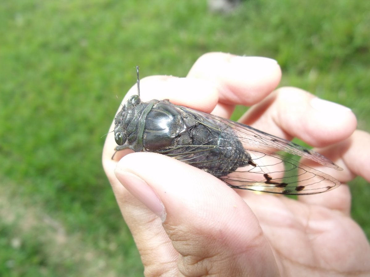 Цикады в Черногории