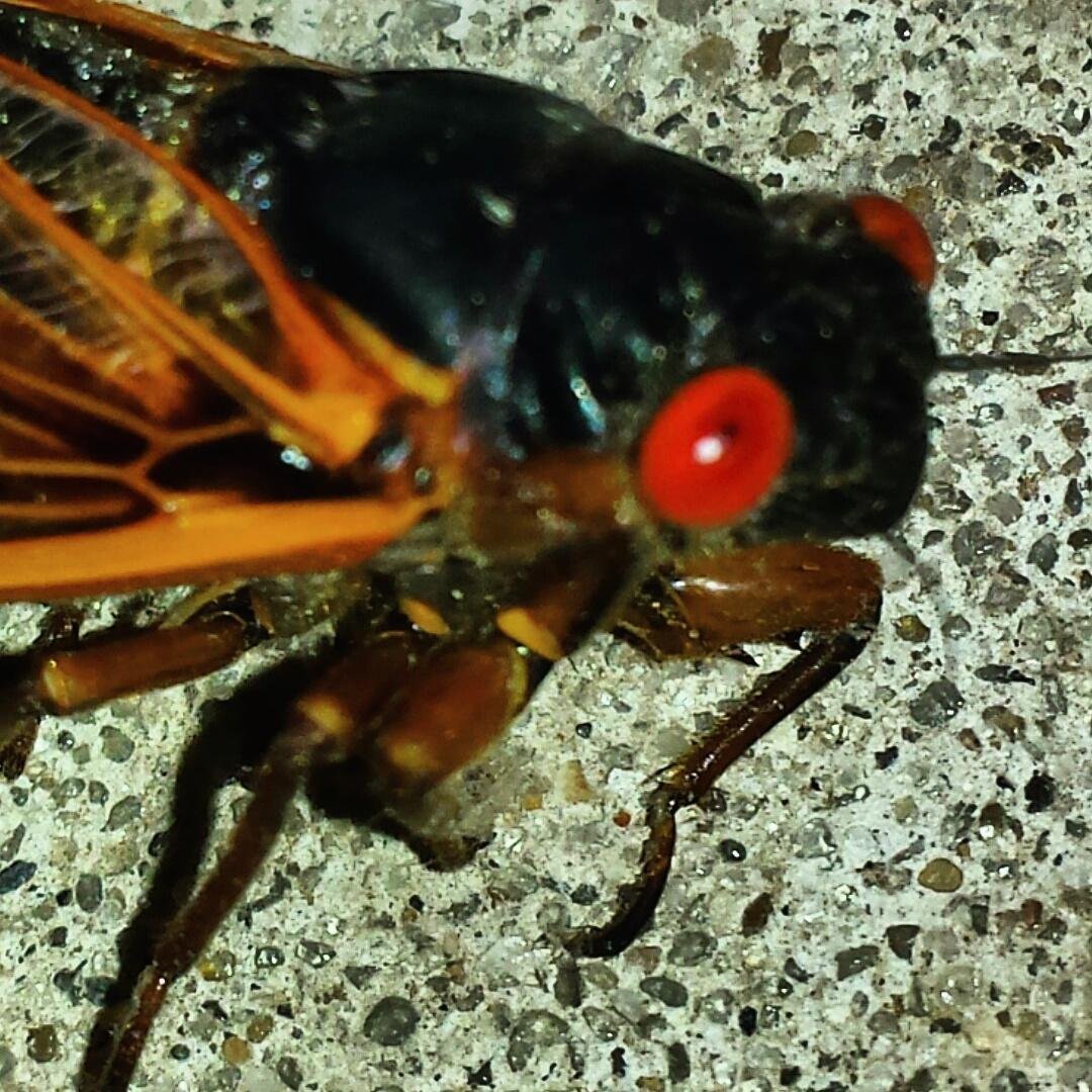 Цикада с красными глазами
