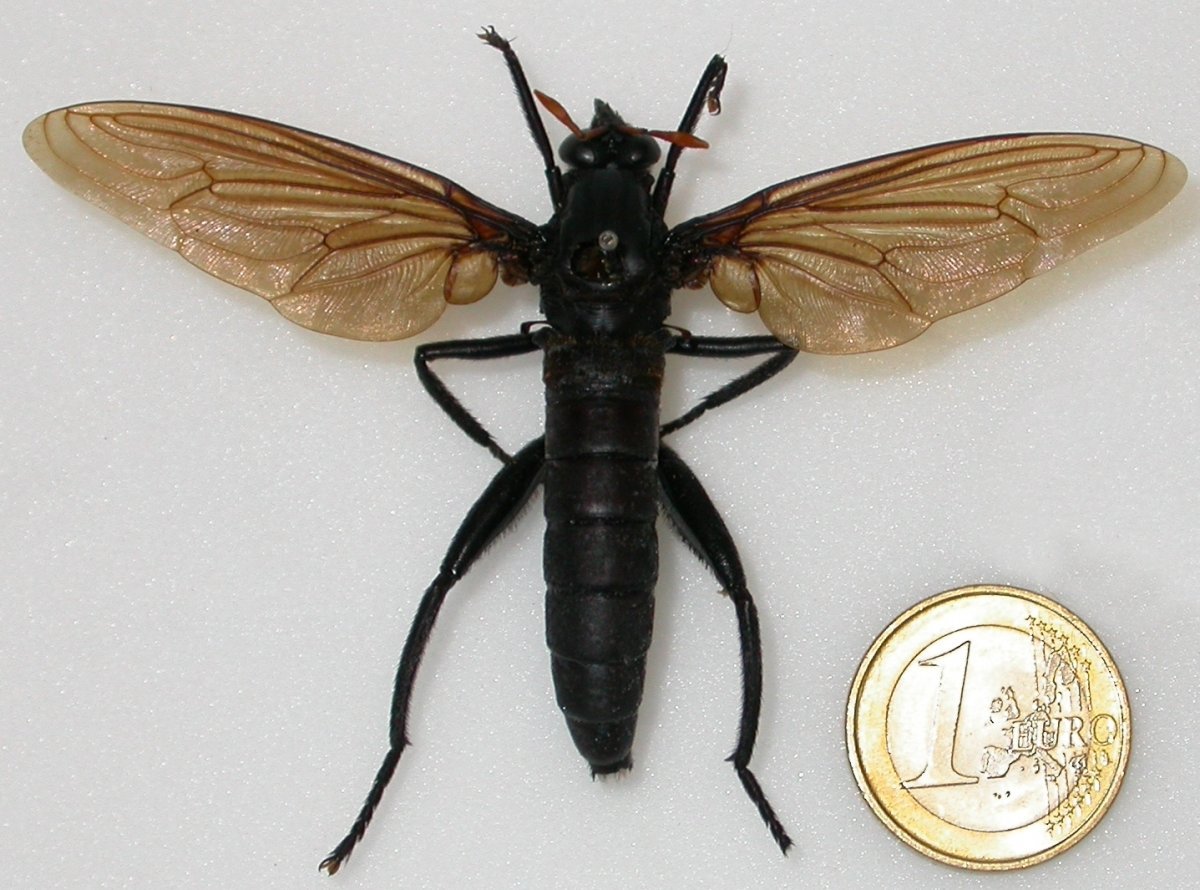 Овод Шершень слепень