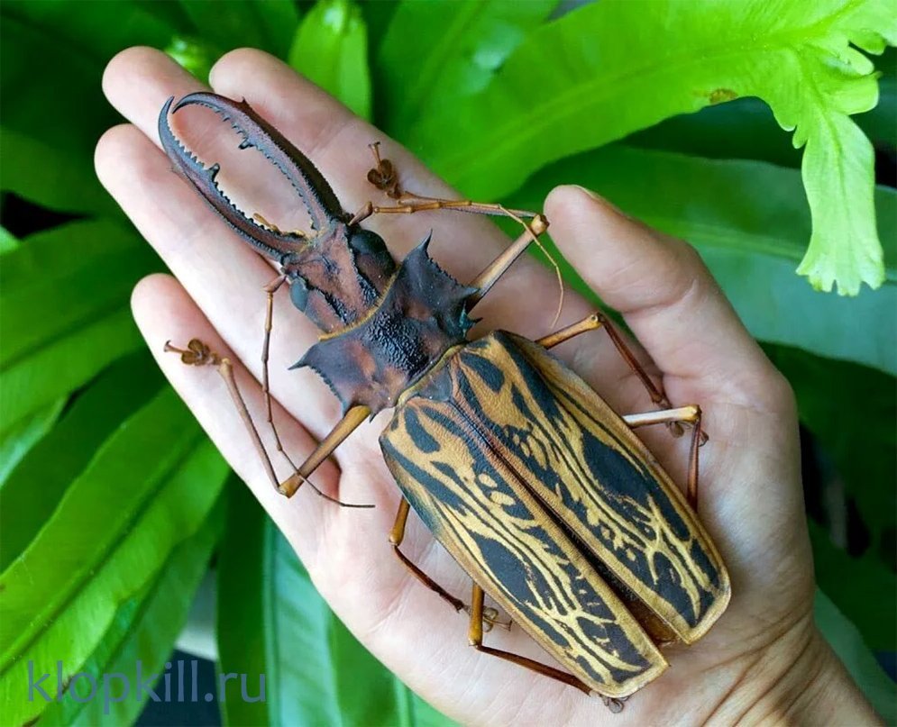 Водяной клоп Гладыш укус