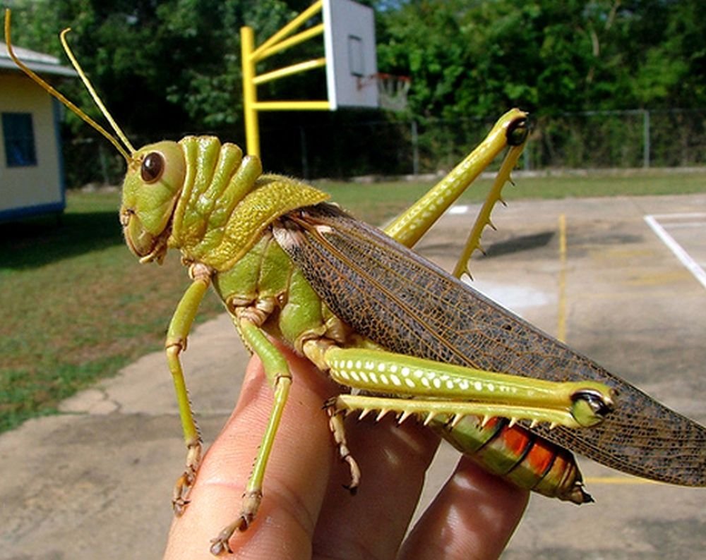 Большая Саранча