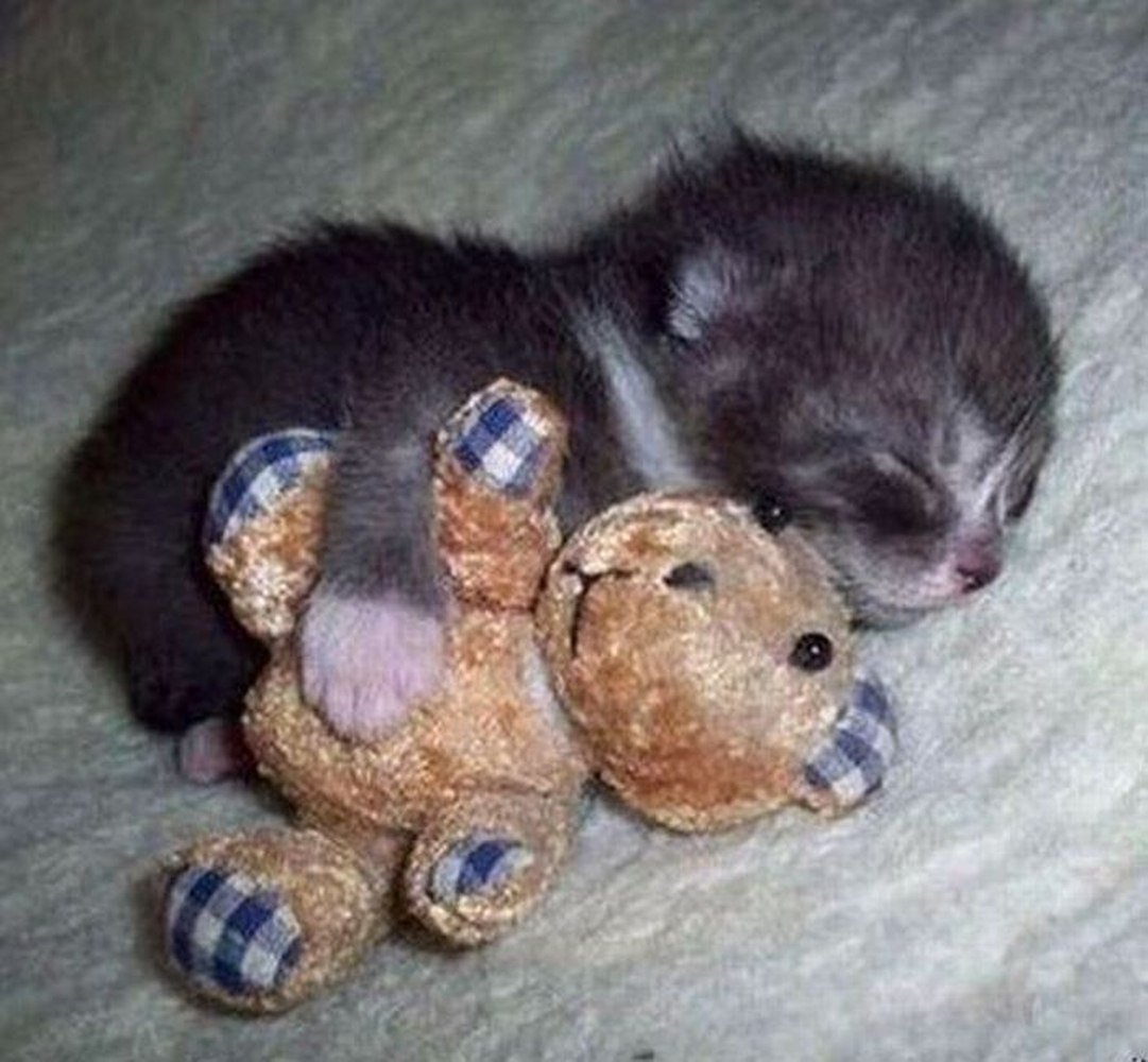 Котенок и Медвежонок