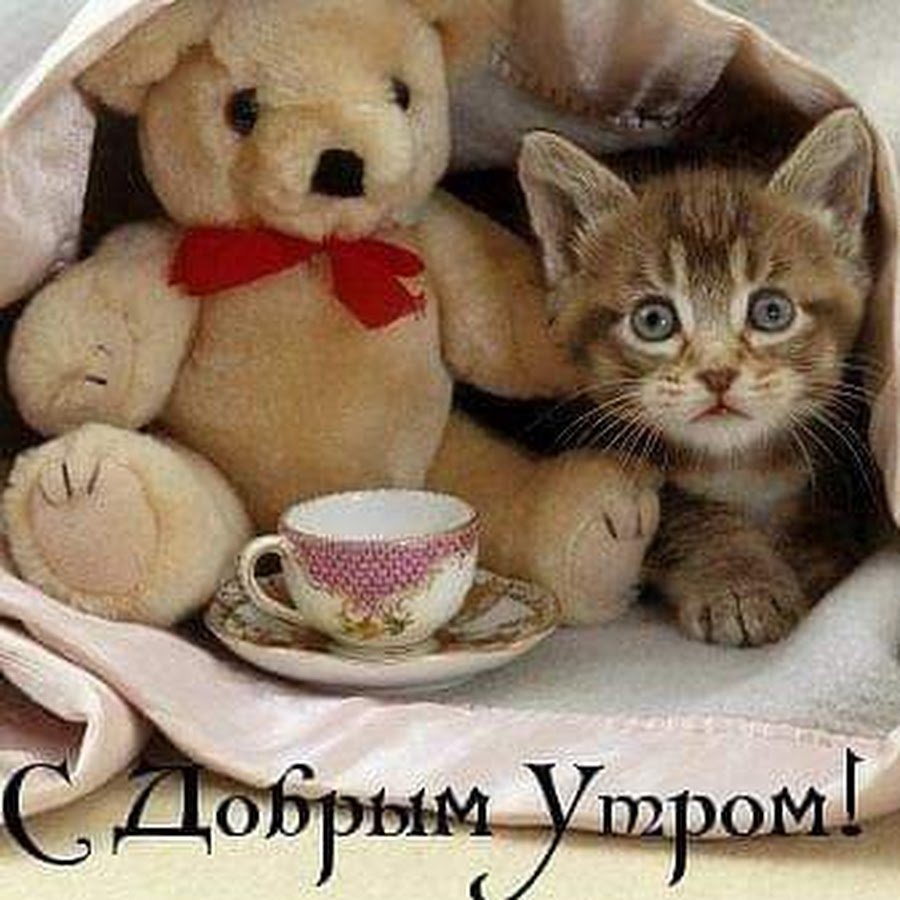 Доброе утро котенок