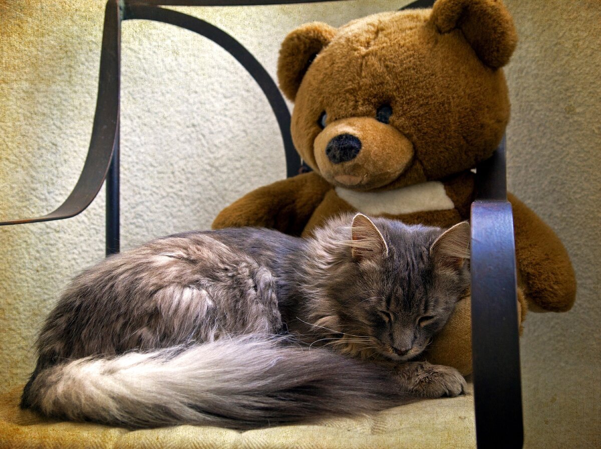 Кошка медведь