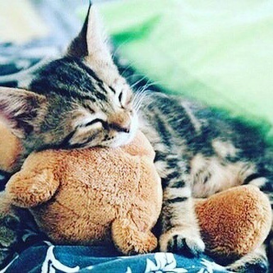 Мишка обнимает кошечку