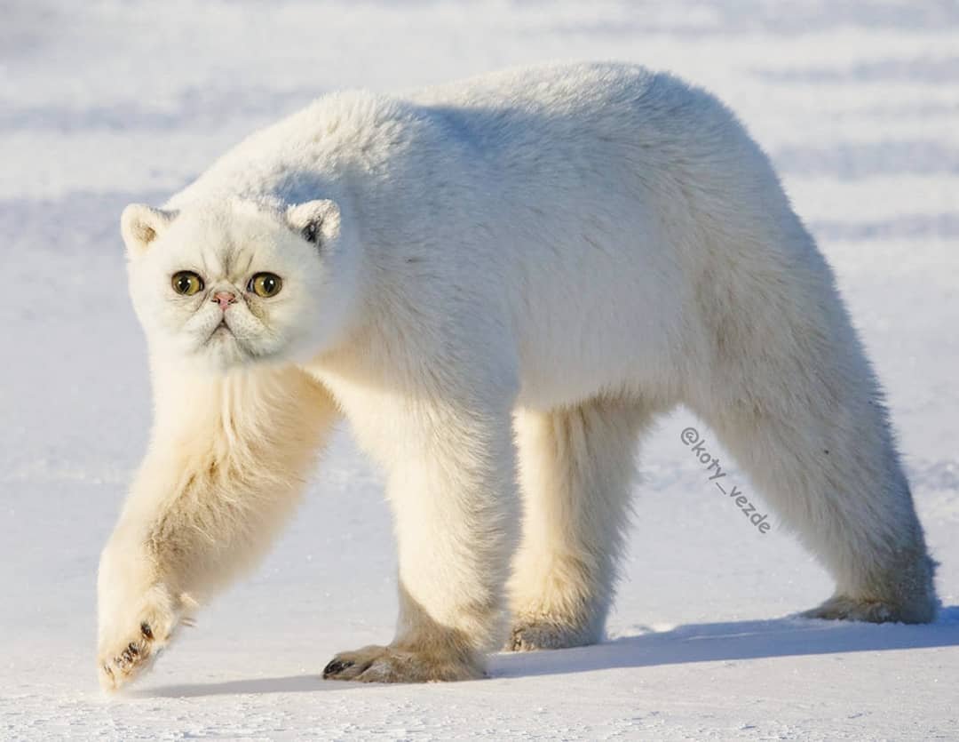 Полярная кошка