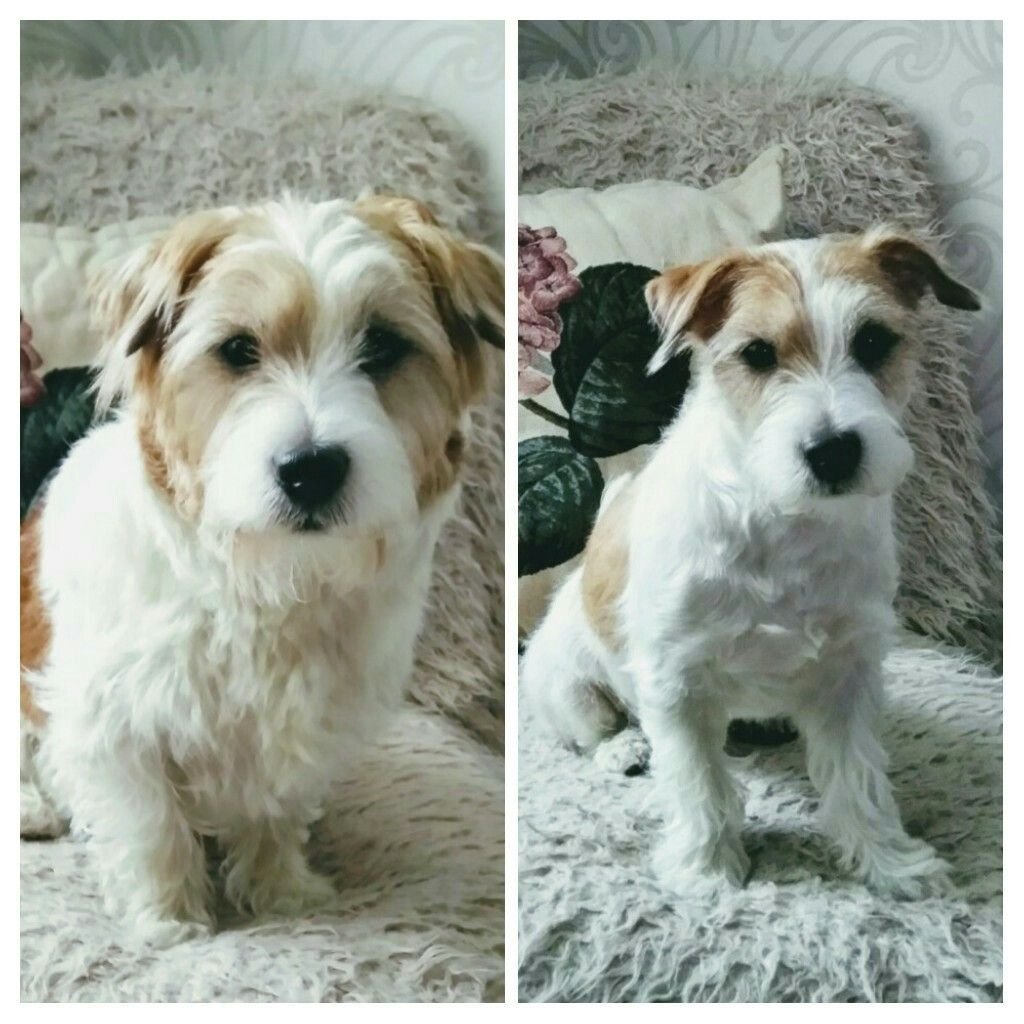 Бигль и корги