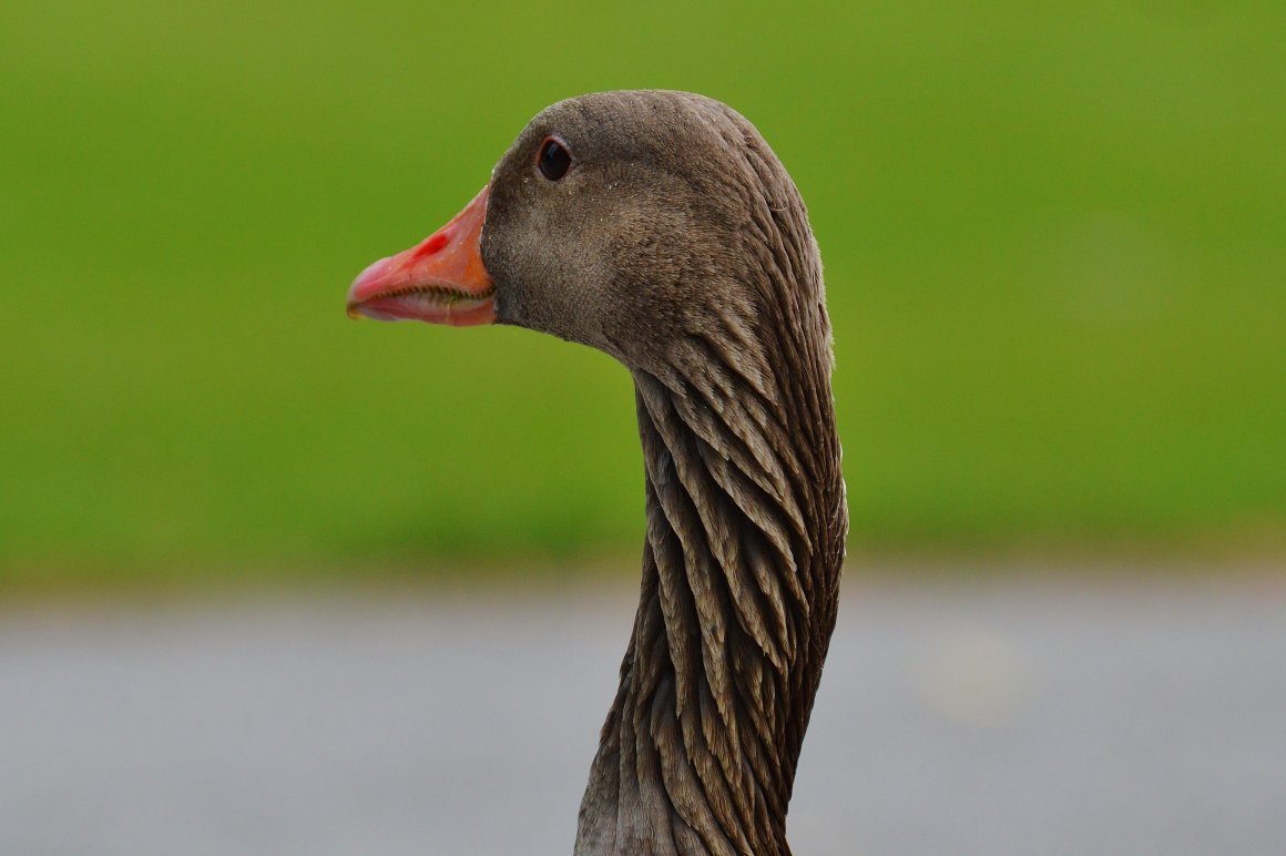 Гусь гуменник клюв