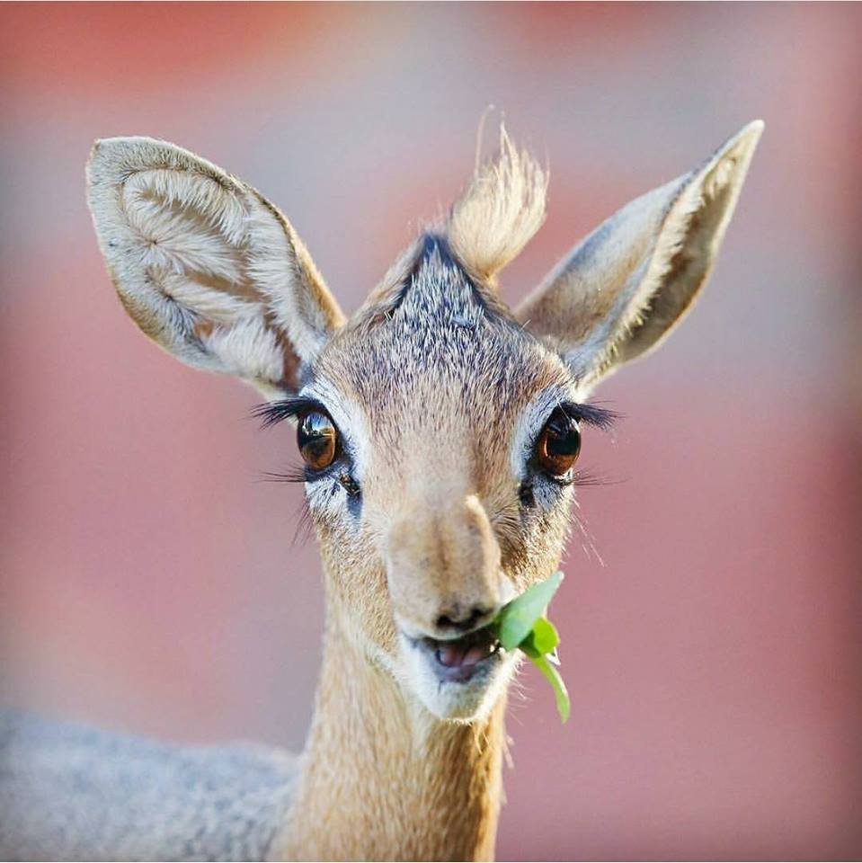 Дик-Дик кирка/ Kirk's Dik-Dik