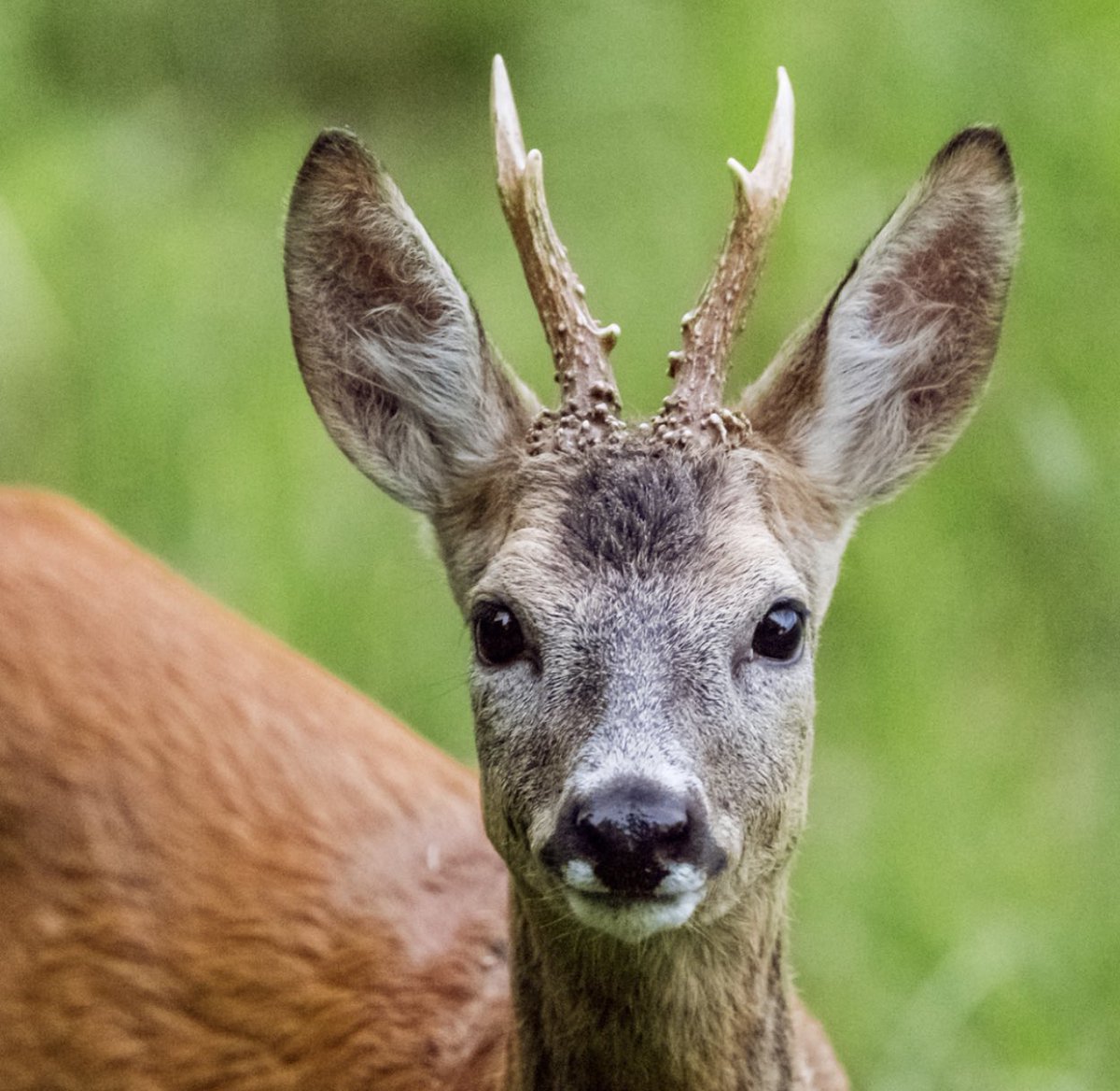 Европейская косуля Оленевые