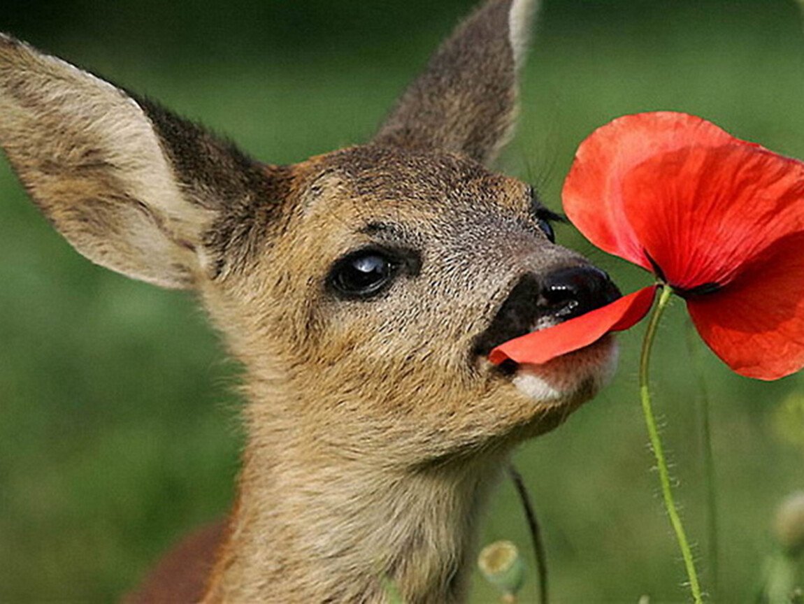 Милый олень