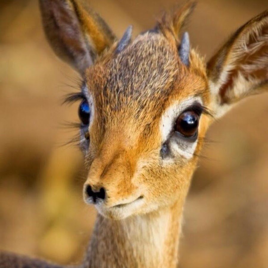 Трепетная Лань