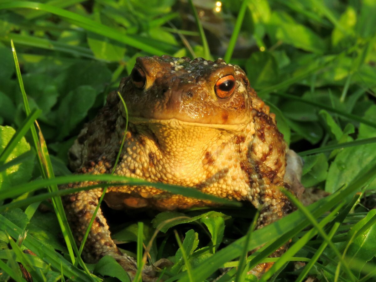 Обыкновенная жаба (Bufo Bufo)