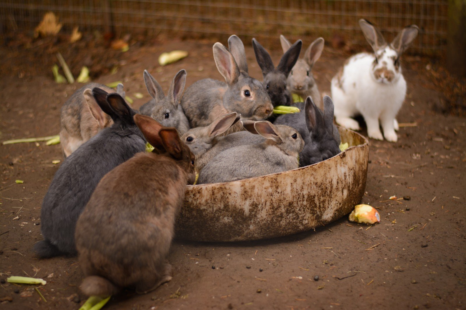 Кролики живут на ферме. Кролики. Австралийский кролик. Животноводство кролики. Кролики в Австралии.