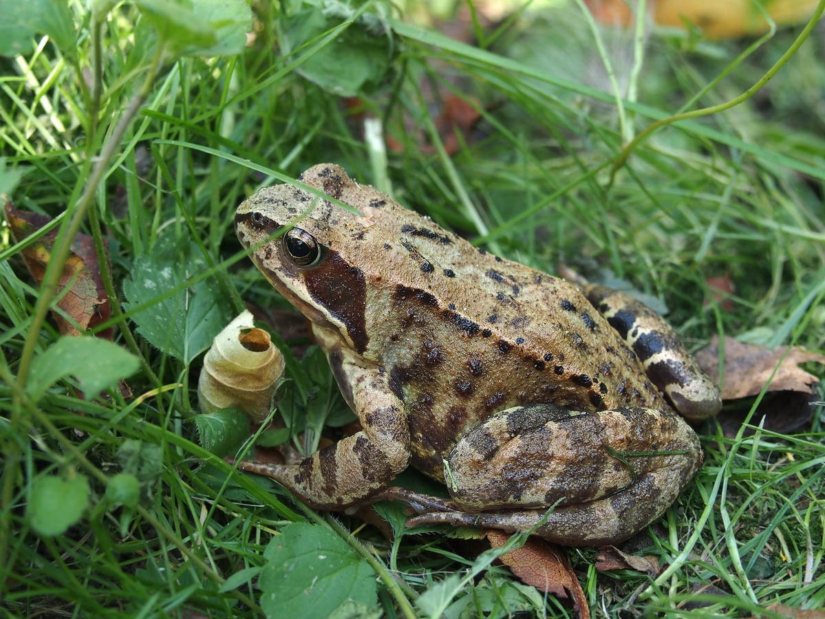Остромордая лягушка