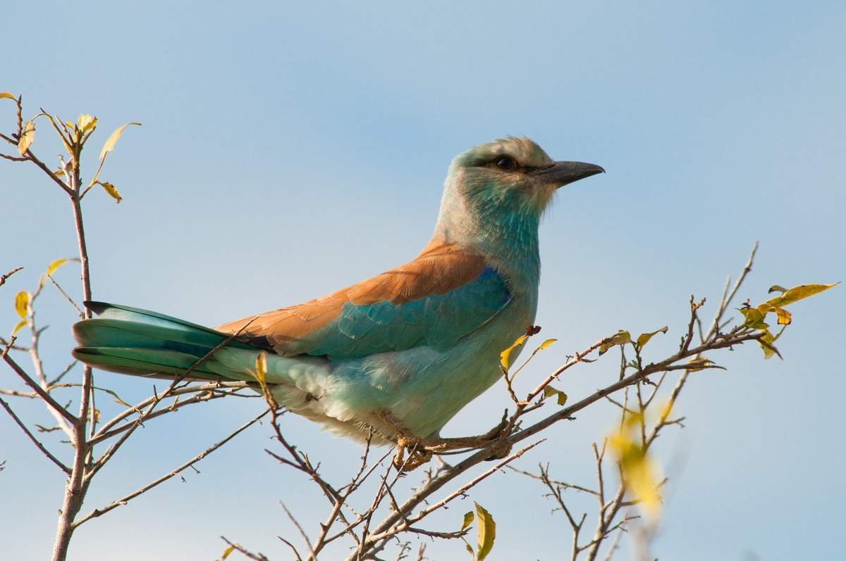 Сойка в Кисловодске