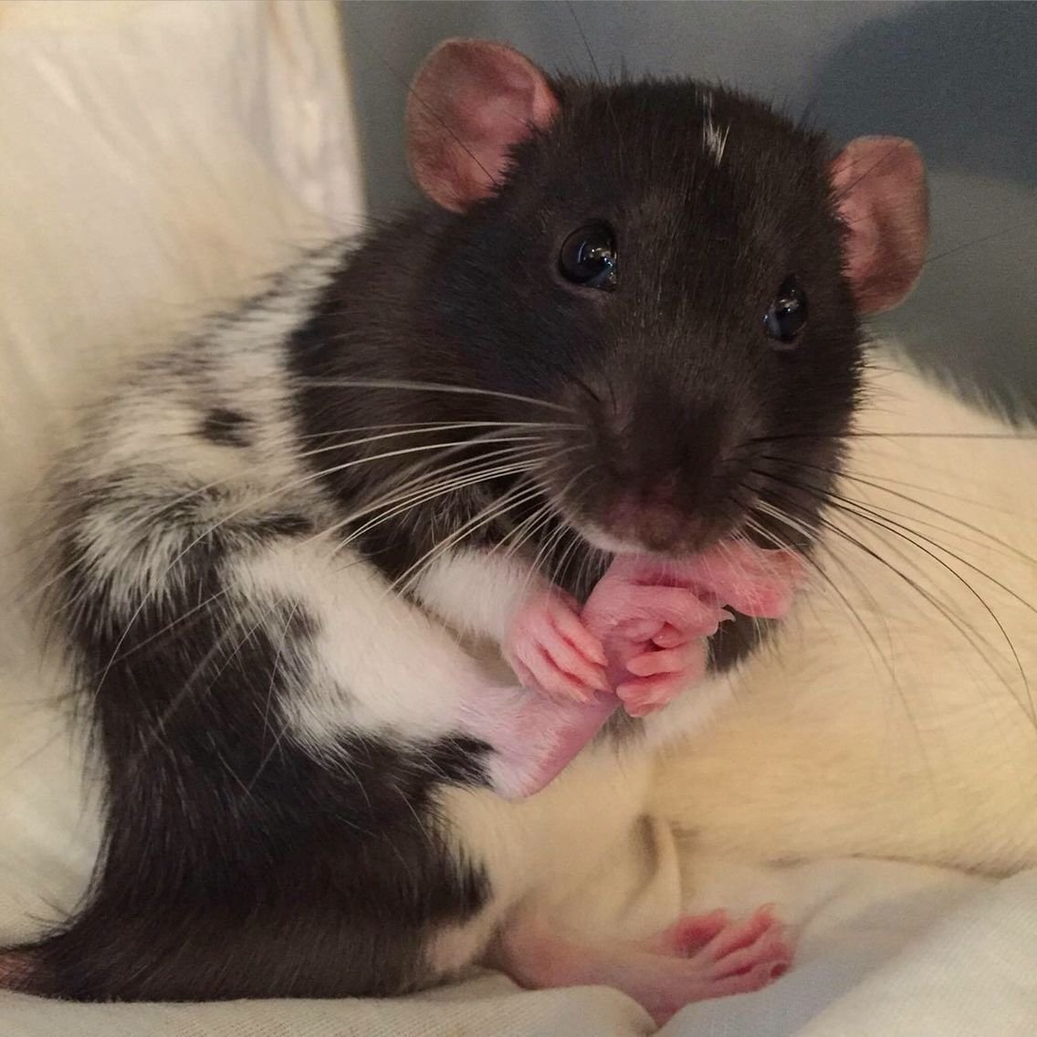 Крыса Дамбо рекс хаски