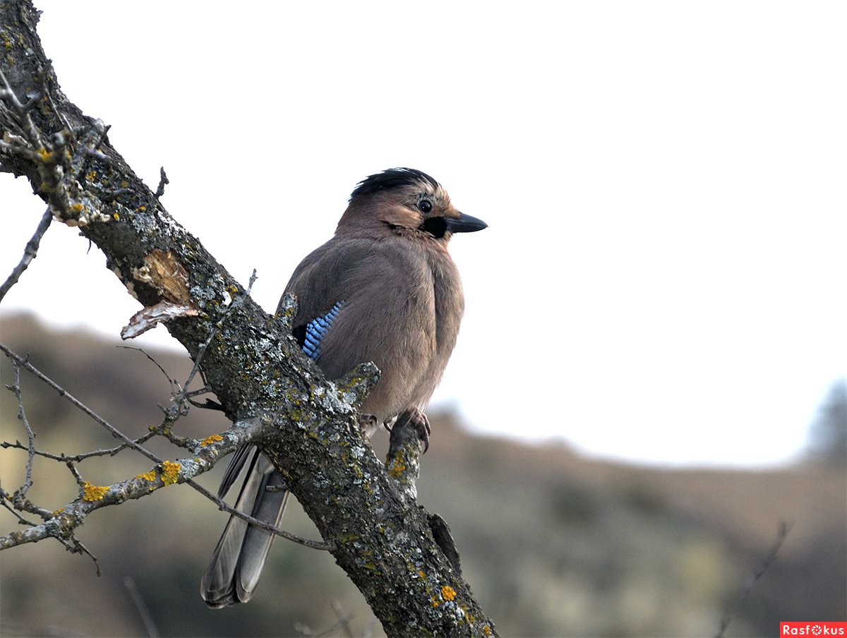 Сойка пересмешница птица