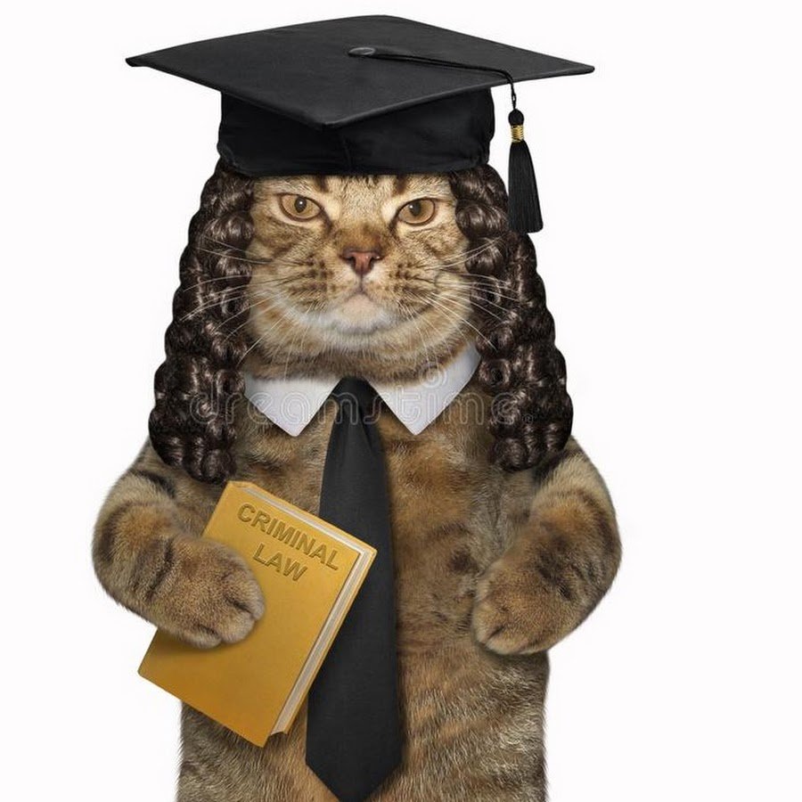 Котик судья