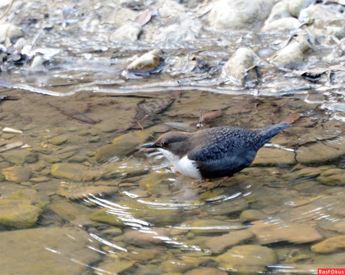 Сойка в Кисловодском парке