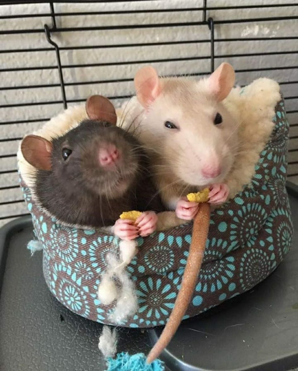 Крысы домашние