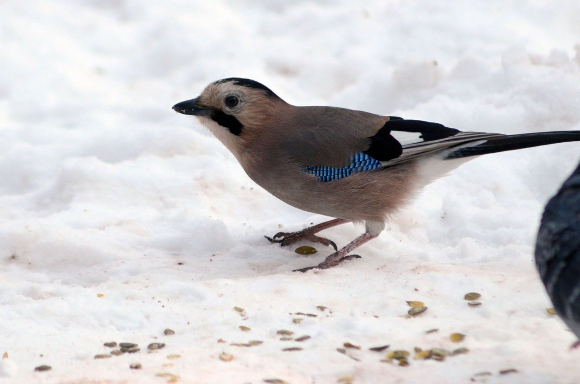 Птицы в парке Кисловодска