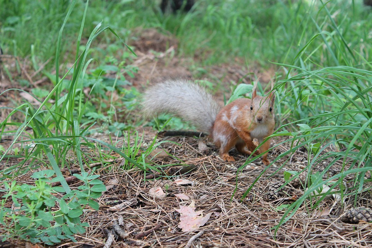 Птицы в Ессентуках