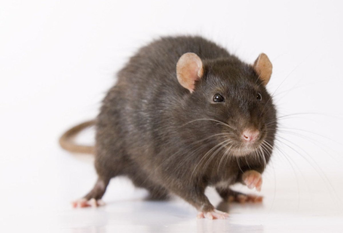 Крыски в полный рост