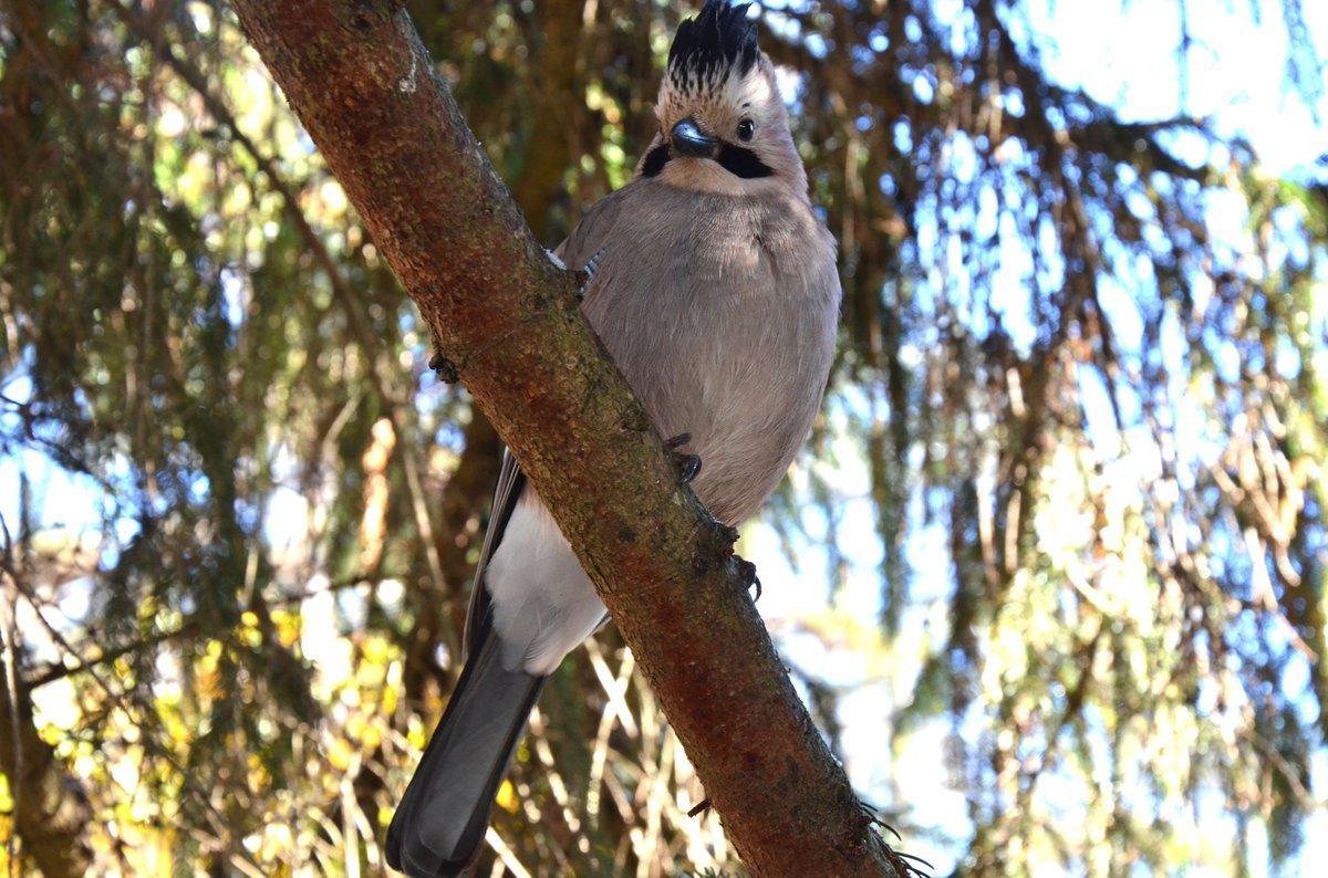 Птицы Кисловодского парка