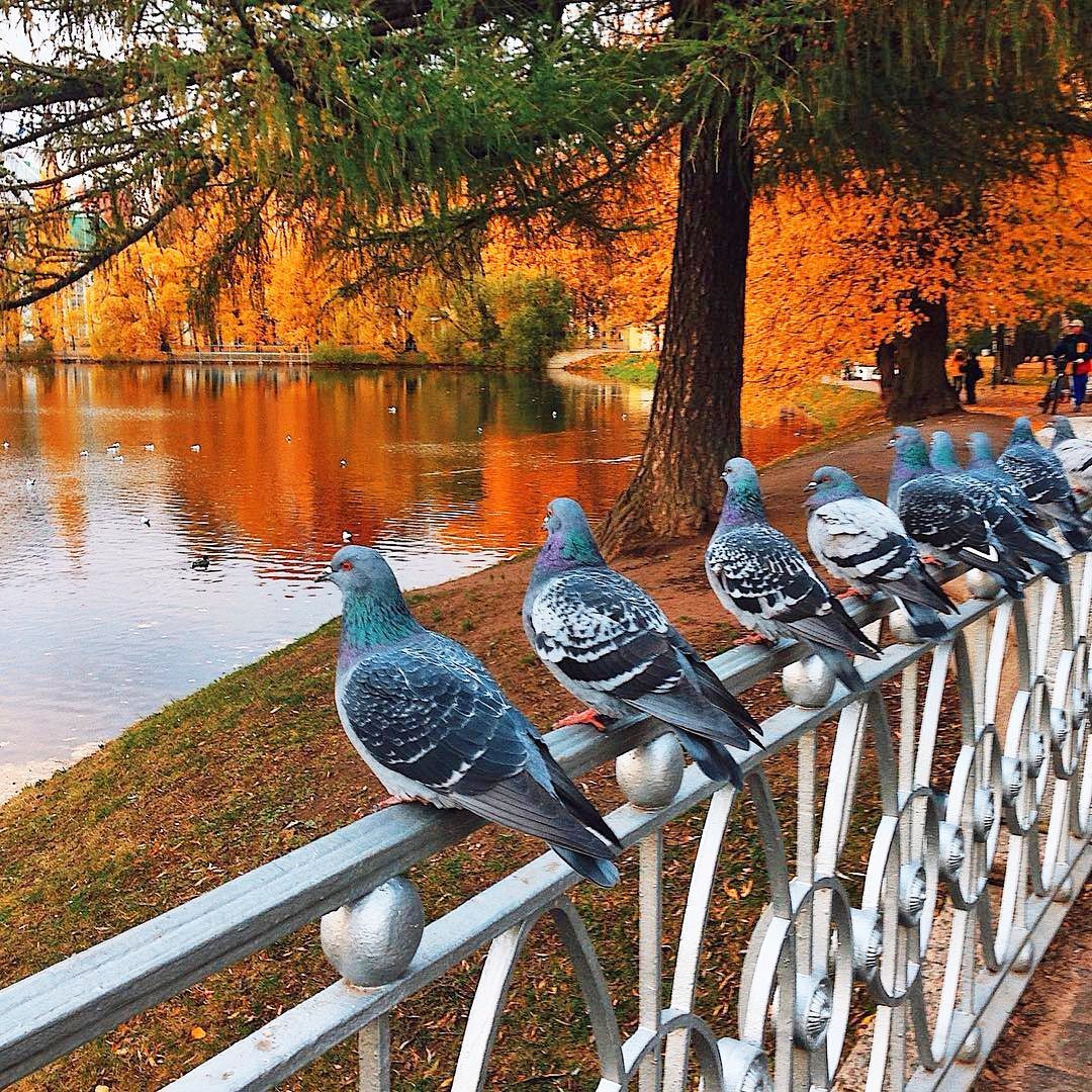 Птицы парка Кисловодска