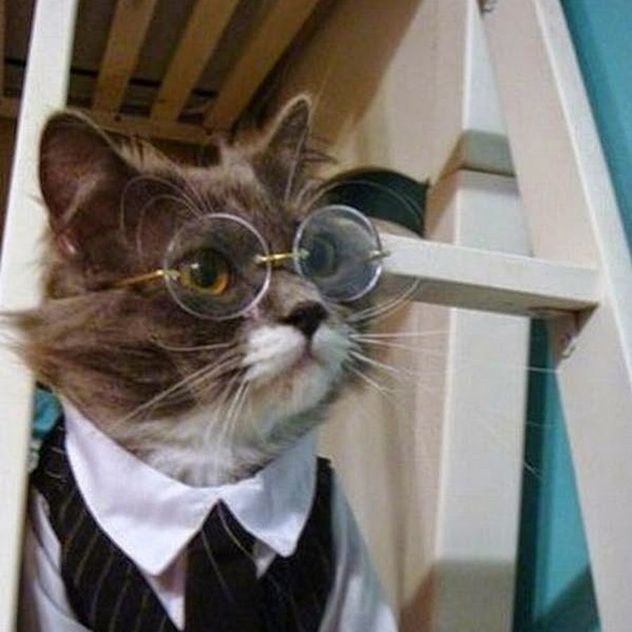 Деловой кот