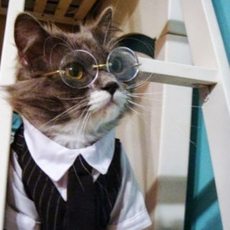 Адвокат кот в зуме