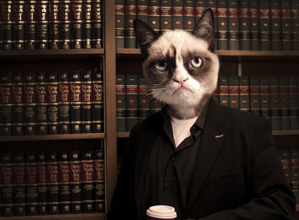 Кот профессор