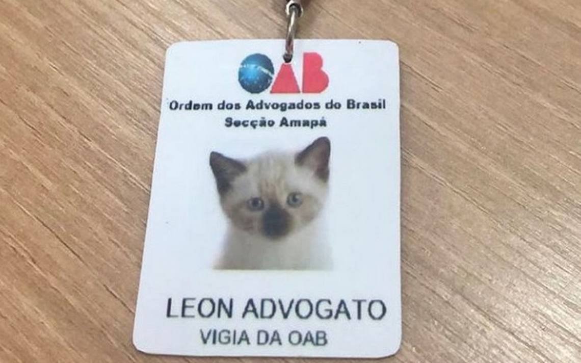 Кот спит на книгах