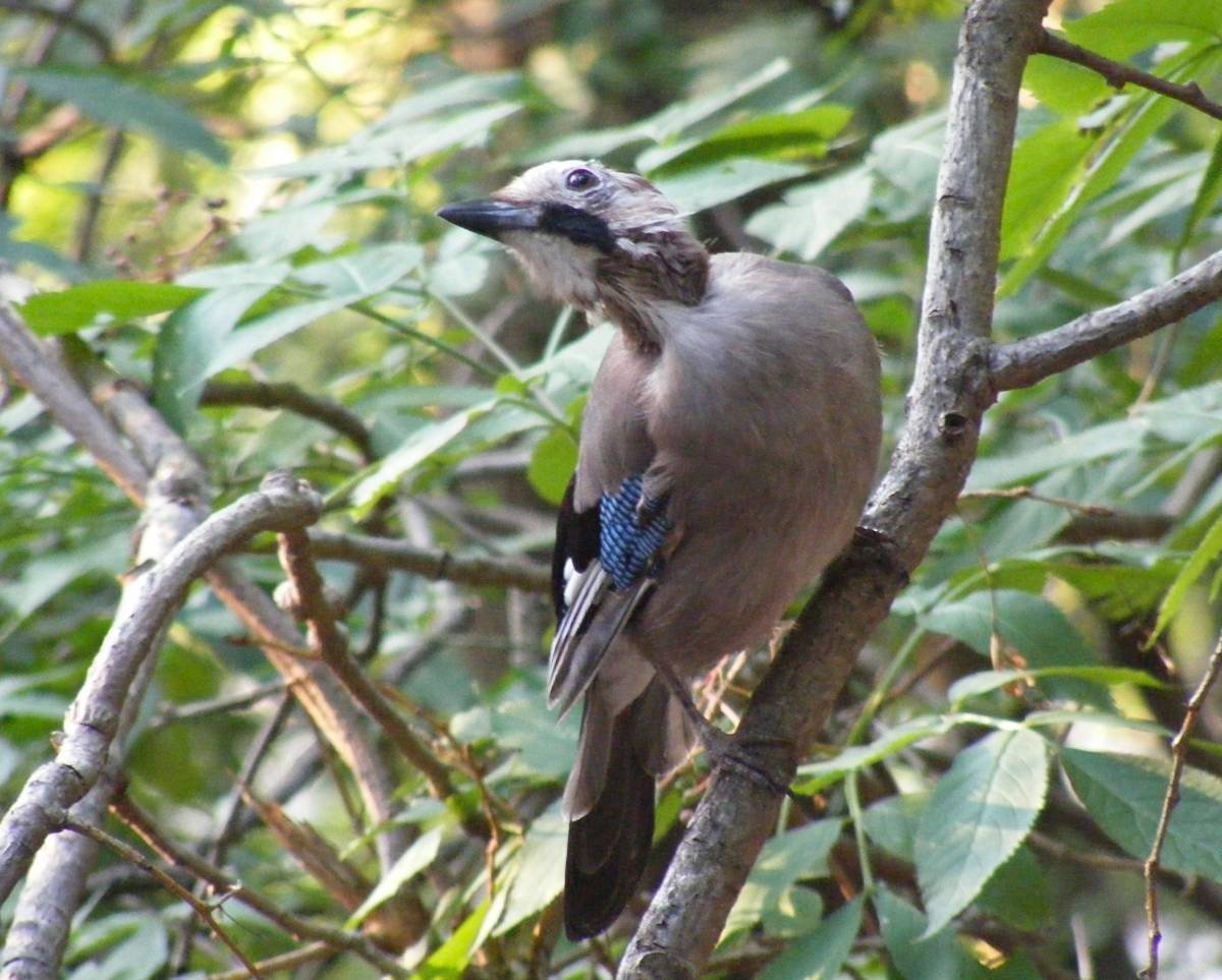 Кисловодский Дрозд
