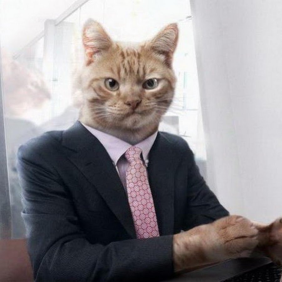 Котенок в галстуке