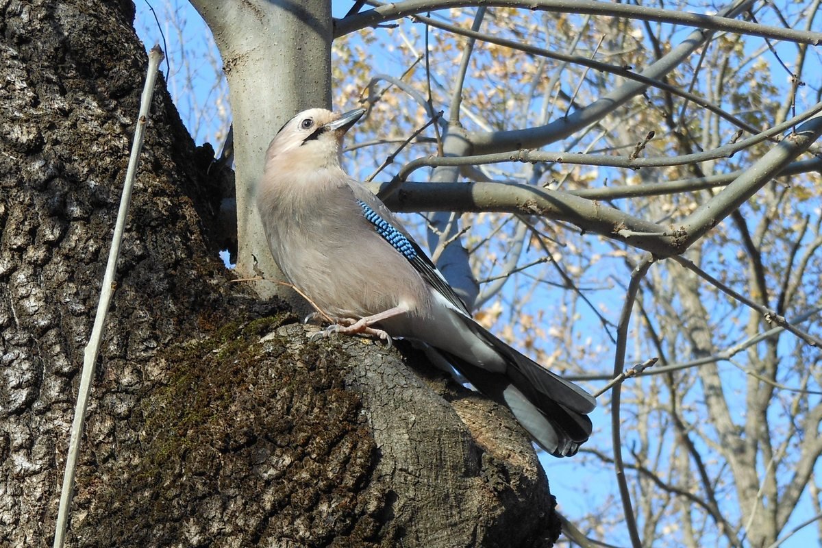 Птицы в парке