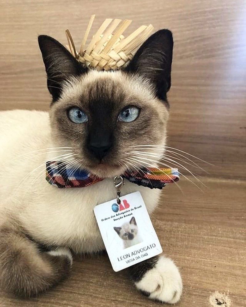 Кот адвокат