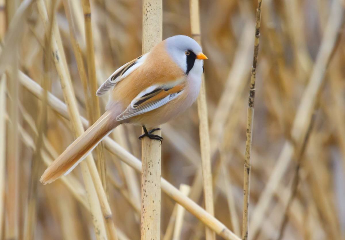 Сойка Ставрополь птица
