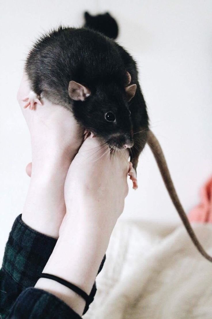 Крыса Дамбо черная