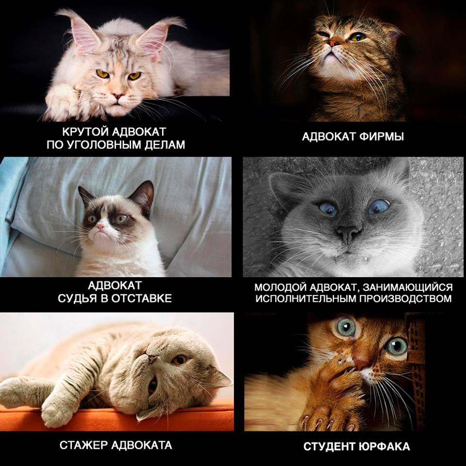 Кот в пиджаке