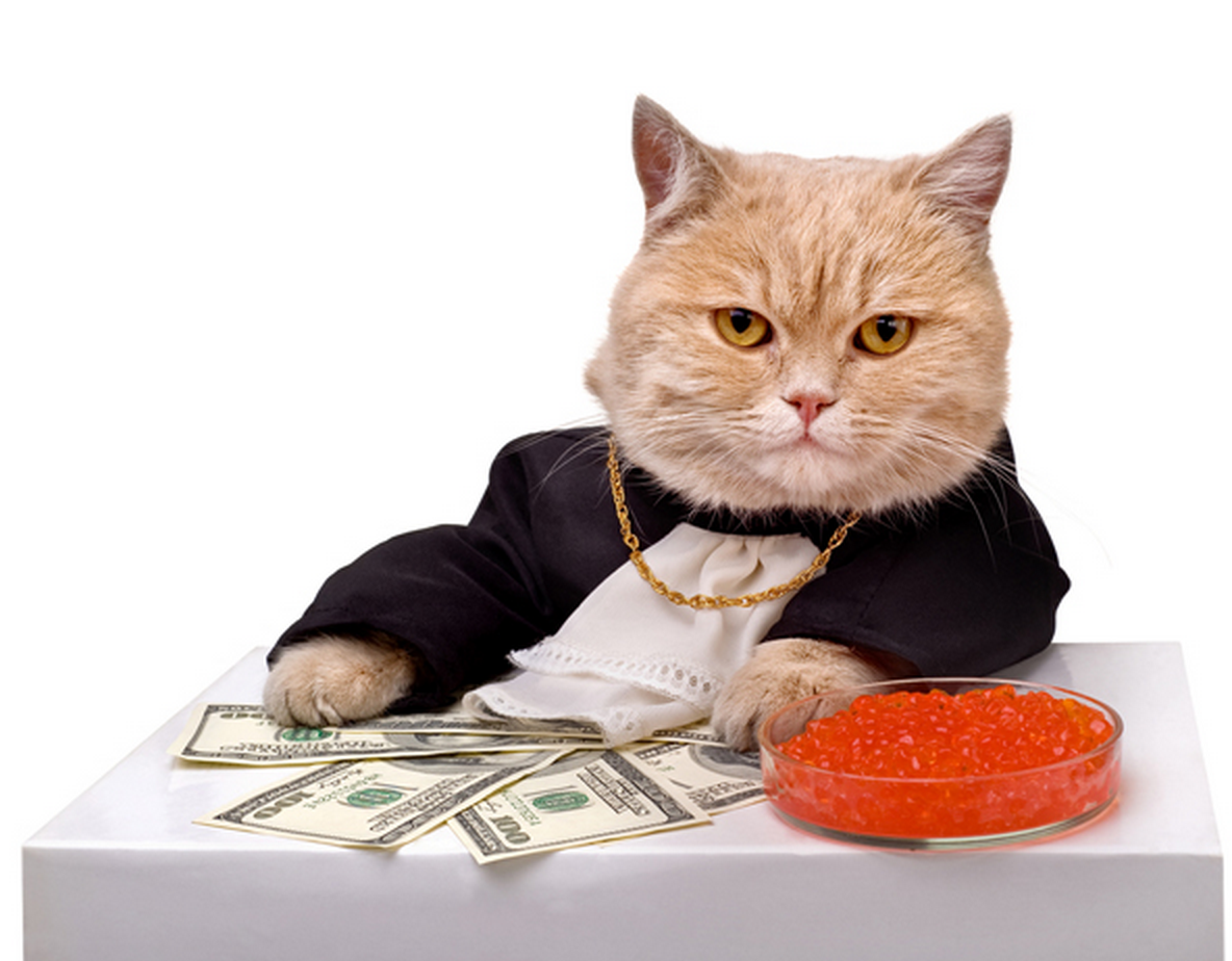 Кот с деньгами