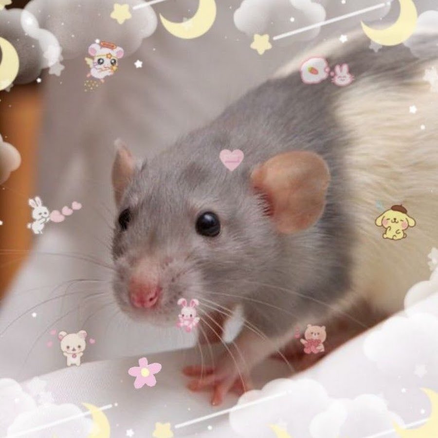 Милые крысы