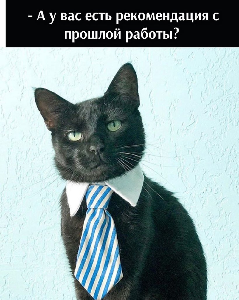 Кот в пиджаке