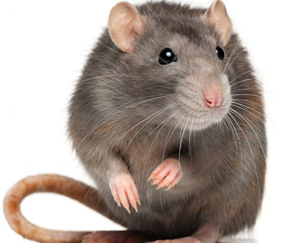 Серая крыса Пасюк