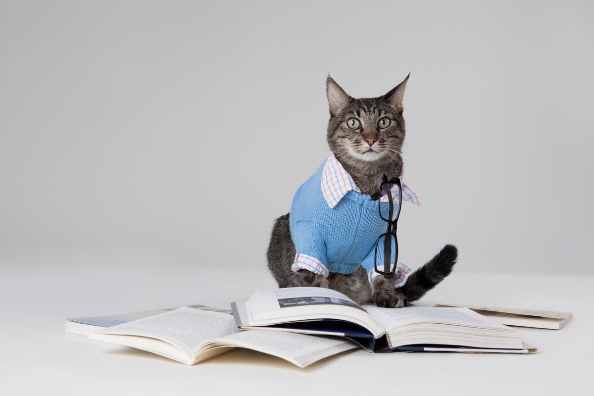 Котик в суде