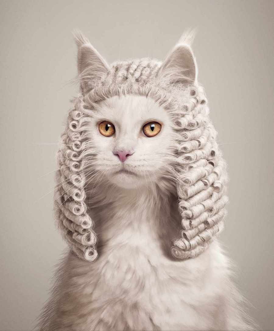 Кот адвокат