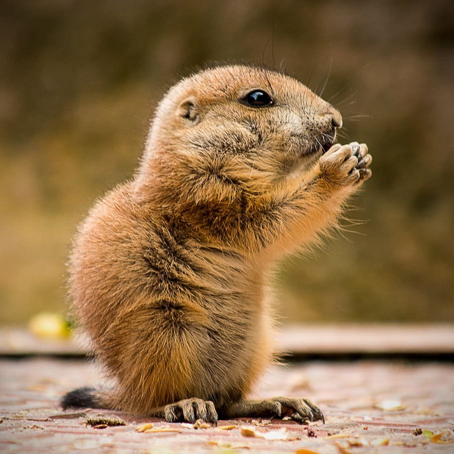 Коричневая мышь