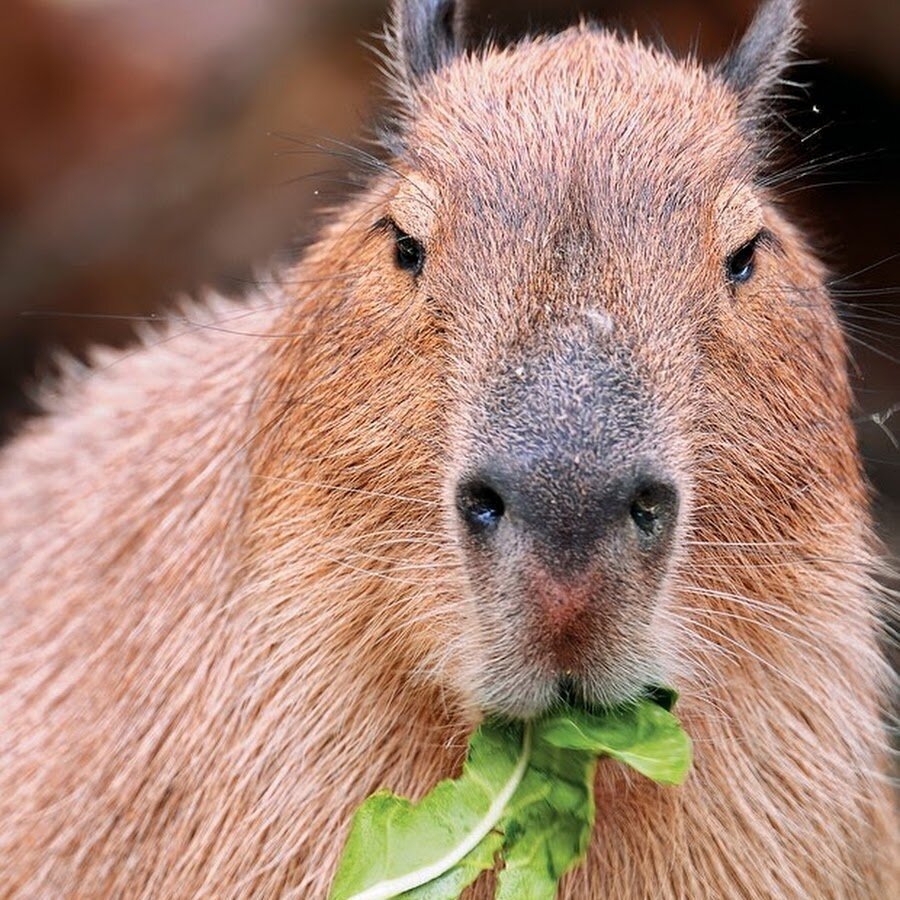 Капибара и крокодил